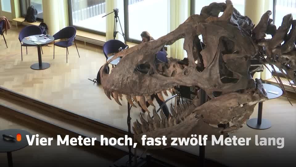 Video: Ein T-Rex für die gute Stube?