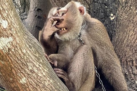Affe Nong in Thailand