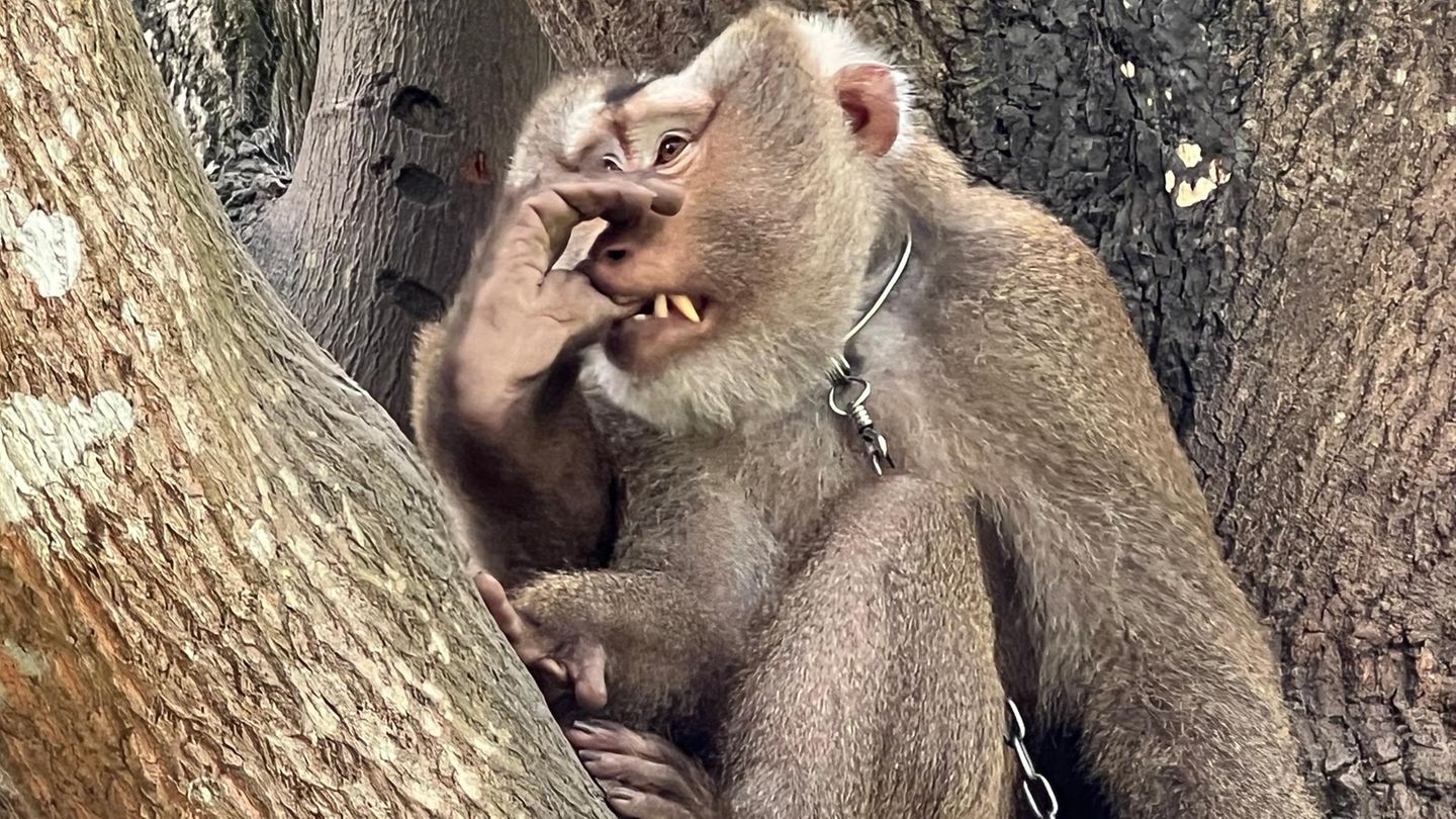 Affe Nong in Thailand