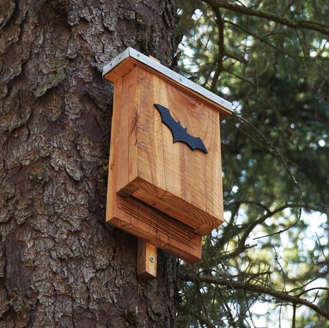 Fledermausbox in Baum
