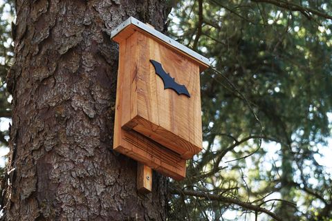 Fledermausbox in Baum