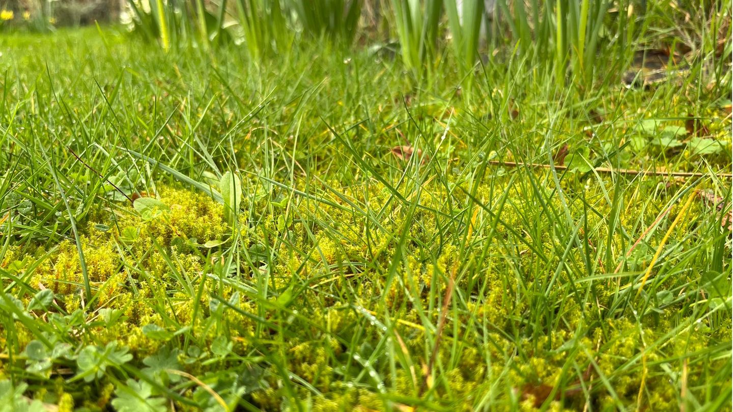 Moos im Rasen entfernen: Rasenfläche mit Moos bewachsen