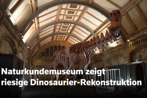 Video: Londoner Naturkundemuseum zeigt riesiges Dinosaurier-Skelett