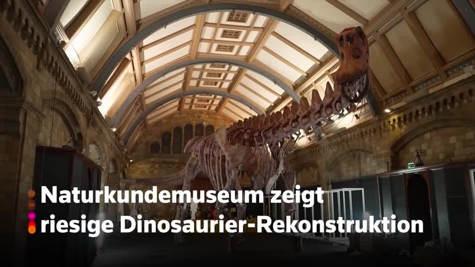 Video: Londoner Naturkundemuseum zeigt riesiges Dinosaurier-Skelett