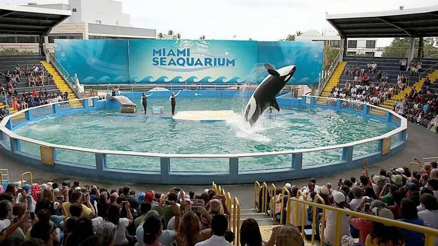 Orca Lolita springt in einem Becken in die Höge
