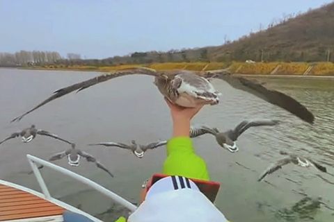 Wildvögel hautnah: Pfeilschnelle Gänse begleiten Boot
