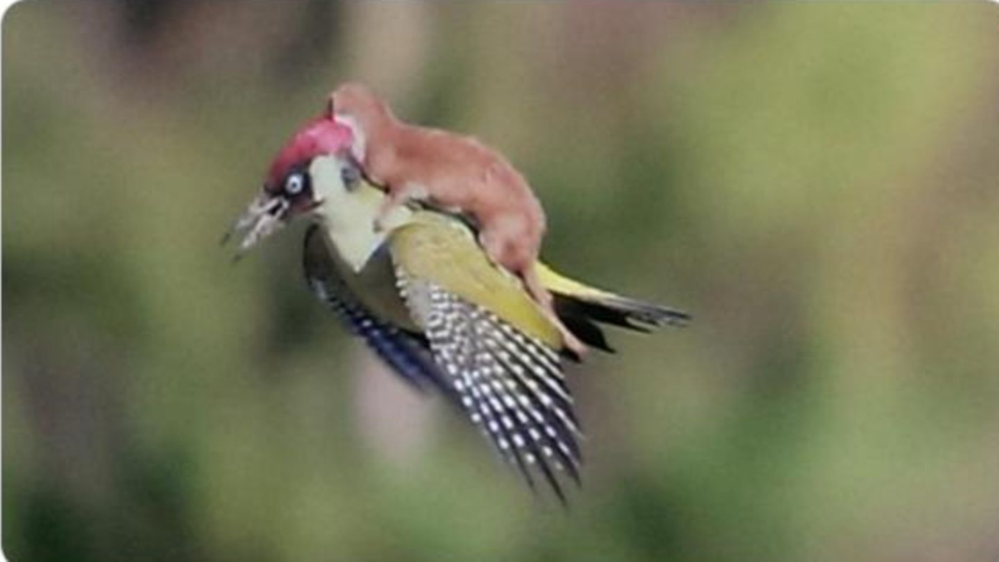 Wilder Ritt: Ein Wiesel fliegt auf dem Rücken eines Spechts – kann das wirklich sein?