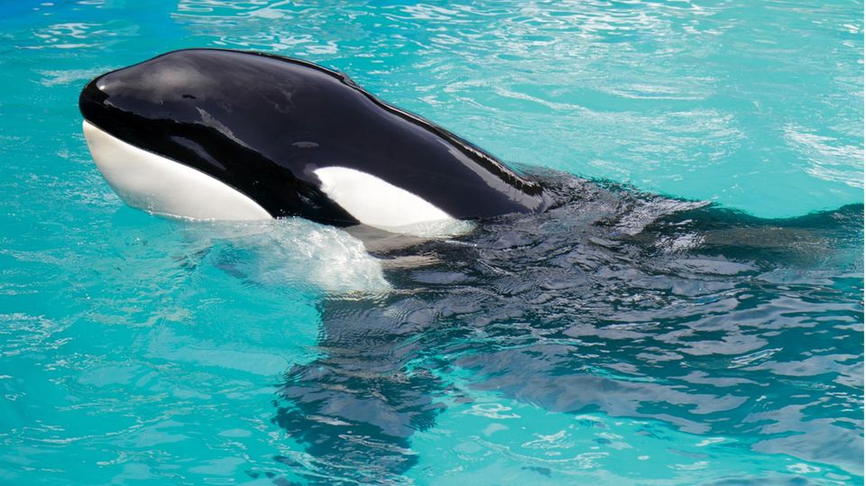 Das Orca-Weibchen "Lolita"