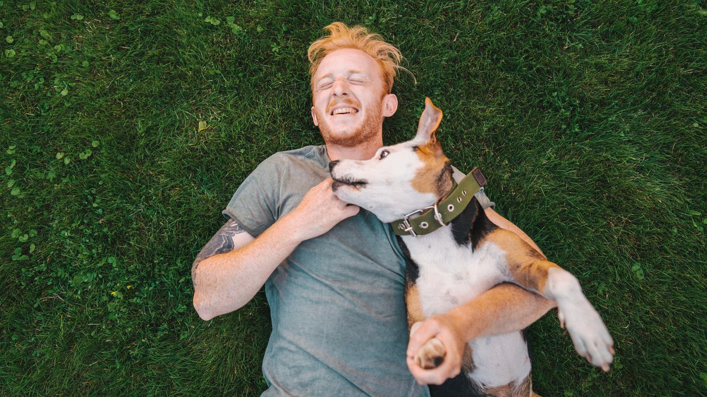 Manchmal ist der innere Schweinehund eine ganze Schweinehundfamilie ...
