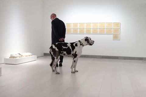 Athen: Gassigehen im Museum: Diese Kunst ist "Wau"!