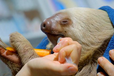 Hunderte Tiere gerettet: Etliche Faultiere in Costa Rica landen in Auffanglager