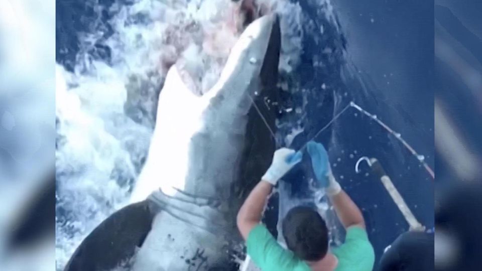 Riesen-Hai schnappt Anglern Abendessen weg