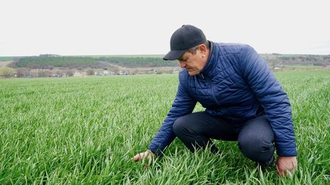 Der ukrainische Landwirt Jalowtschuk auf einem seiner Weizenfelder