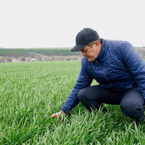 Der ukrainische Landwirt Jalowtschuk auf einem seiner Weizenfelder
