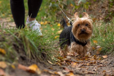 Eine junge Frau geht mit einem Yorkshire Terrier spazierne