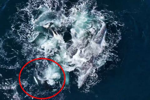 Zwei Grauwale gegen 30 Orcas: Video zeigt Überlebenskampf