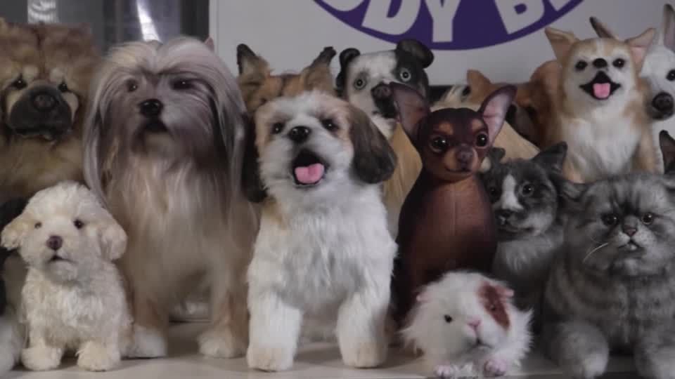 Video: Bello, bist Du's?