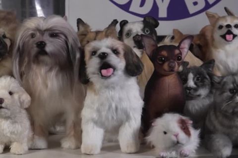 Video: Bello, bist Du's?