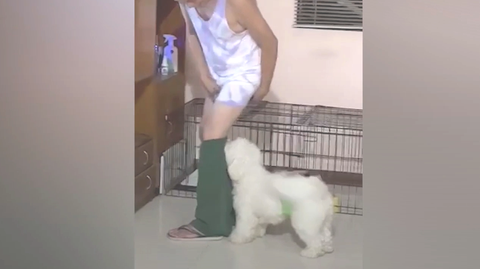 Hose runtergezogen: Hund bestraft unaufmerksames Herrchen
