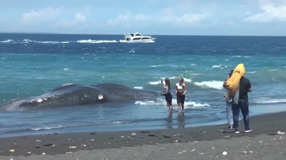 Video Toter Wal An Der Küste Von Bali Angespült Sternde 