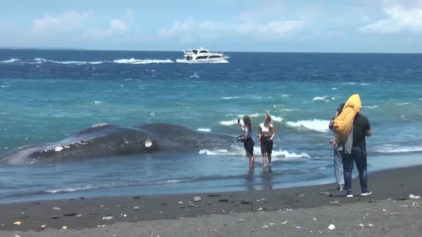 Video: Toter Wal an der Küste von Bali angespült | STERN.de