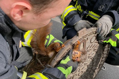 Zwei Feuerwehrleute halten in Dortmund einen Gullydeckel, in dem ein Eichhörnchen feststeckt