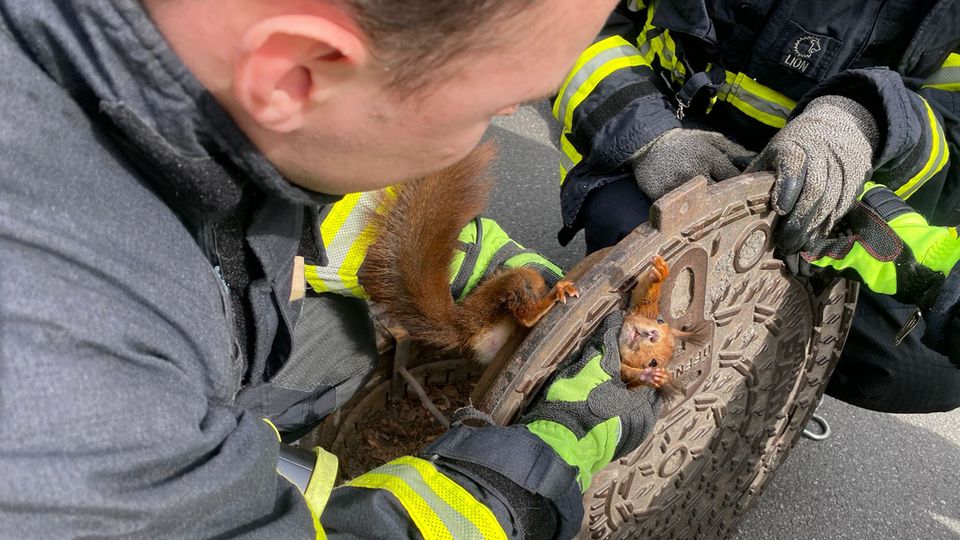 Zwei Feuerwehrleute halten in Dortmund einen Gullydeckel, in dem ein Eichhörnchen feststeckt
