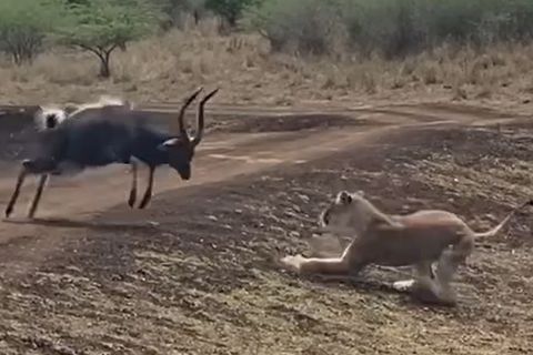 Antilope flüchtet vor Löwin in See – doch dort lauern Krokodile