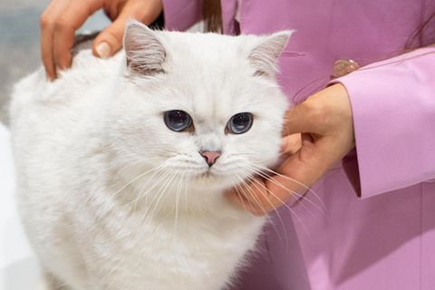 Weiße Katzen mit blauen Augen