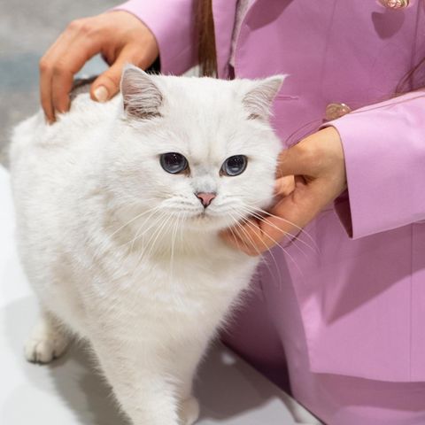 Weiße Katzen mit blauen Augen