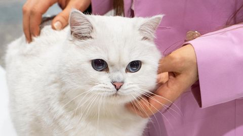 Weiße Katzen mit blauen Augen