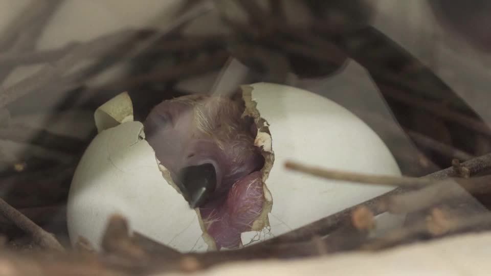Video: Zuchterfolg aus dem Ei