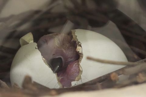 Video: Zuchterfolg aus dem Ei