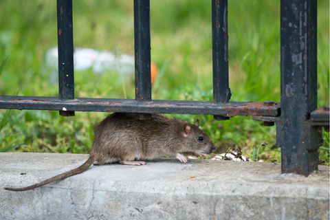 Eine Ratte wird vor einem Gebäude im New Yorker Stadtteil Brooklyn gesichtet.