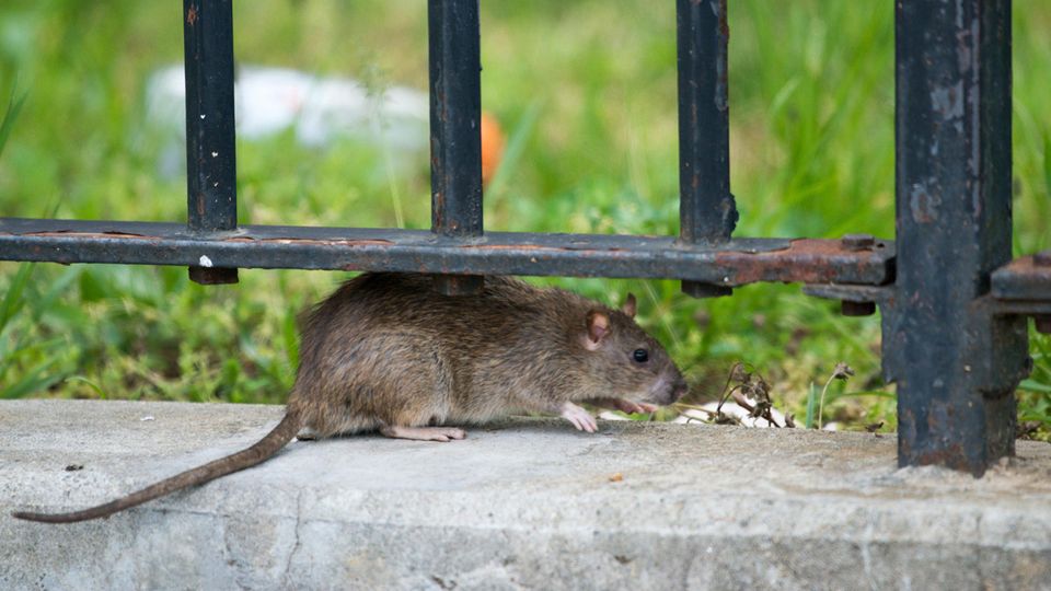 Eine Ratte wird vor einem Gebäude im New Yorker Stadtteil Brooklyn gesichtet.