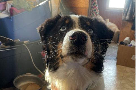 Hund läuft in Alaska 240 Kilometer über Meereis
