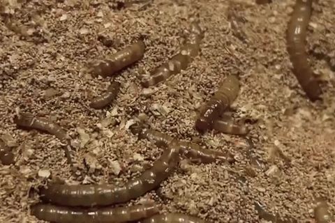 Video: Zukunftsprotein Insekt: Fressen und gefressen werden