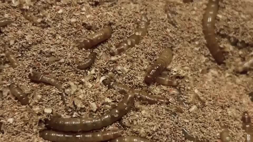 Video: Zukunftsprotein Insekt: Fressen und gefressen werden