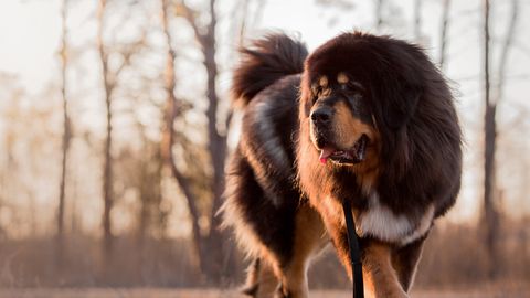 Bis zu 1,4 Millionen Euro : Das sind die teuersten Hunderassen weltweit