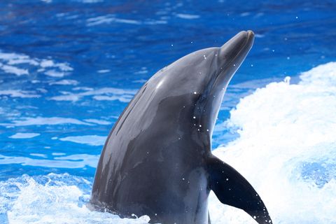 Delfin