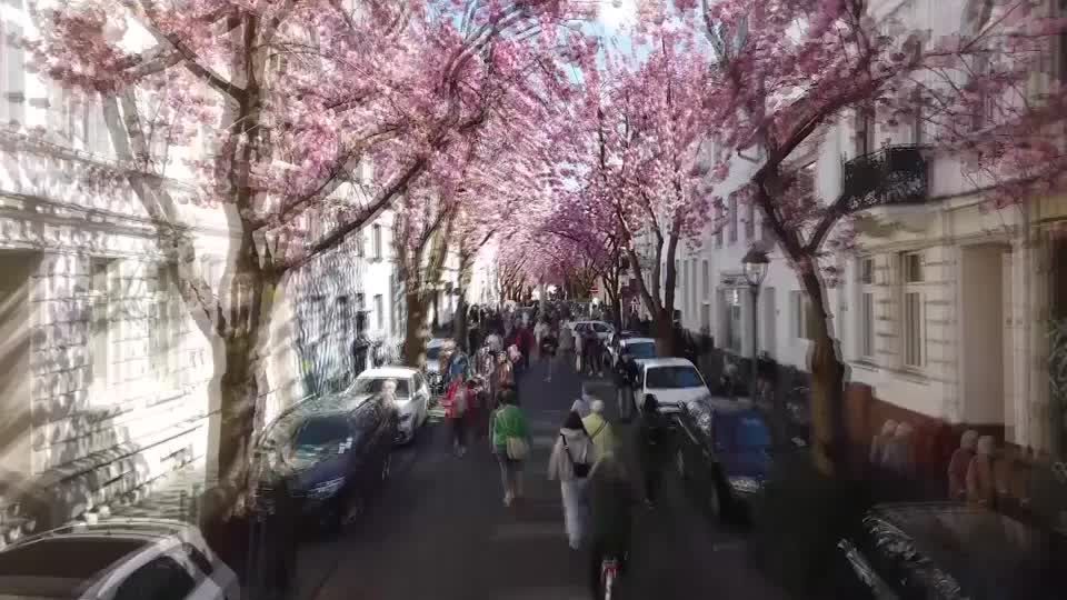 Video: Blütentraum in zartrosa