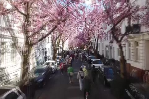 Video: Blütentraum in zartrosa