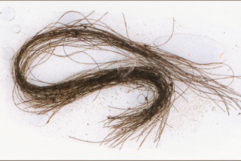 Drogen Haare