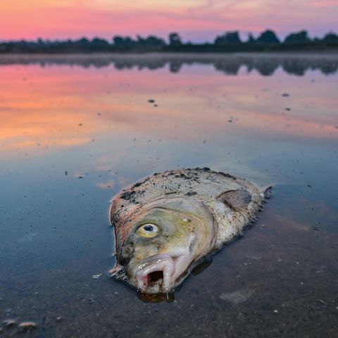 Toter Fisch