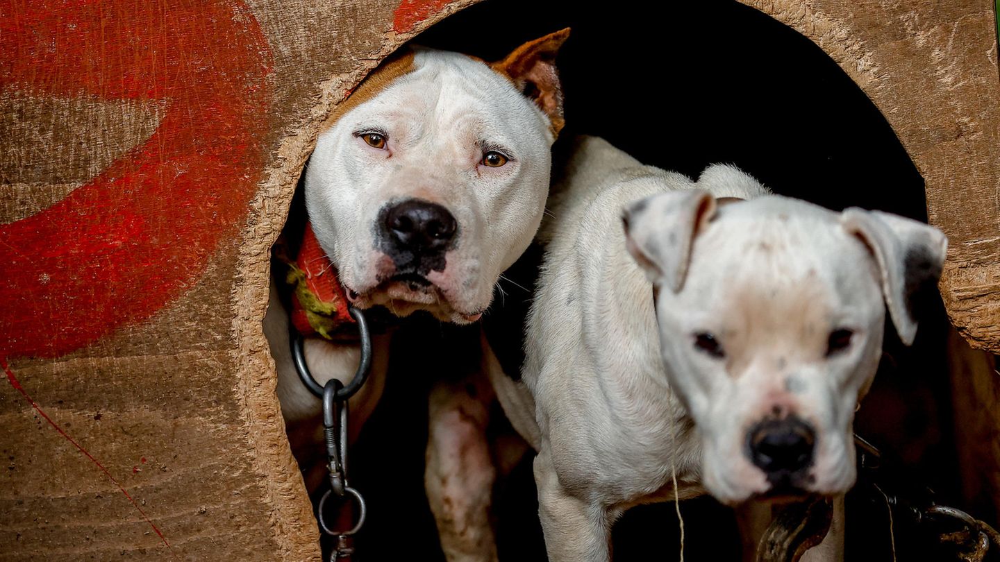 Ein Pitbull und ein weißer Hund strecken ihren Kopf aus einer Öffnung hervor