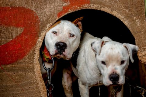 Ein Pitbull und ein weißer Hund strecken ihren Kopf aus einer Öffnung hervor