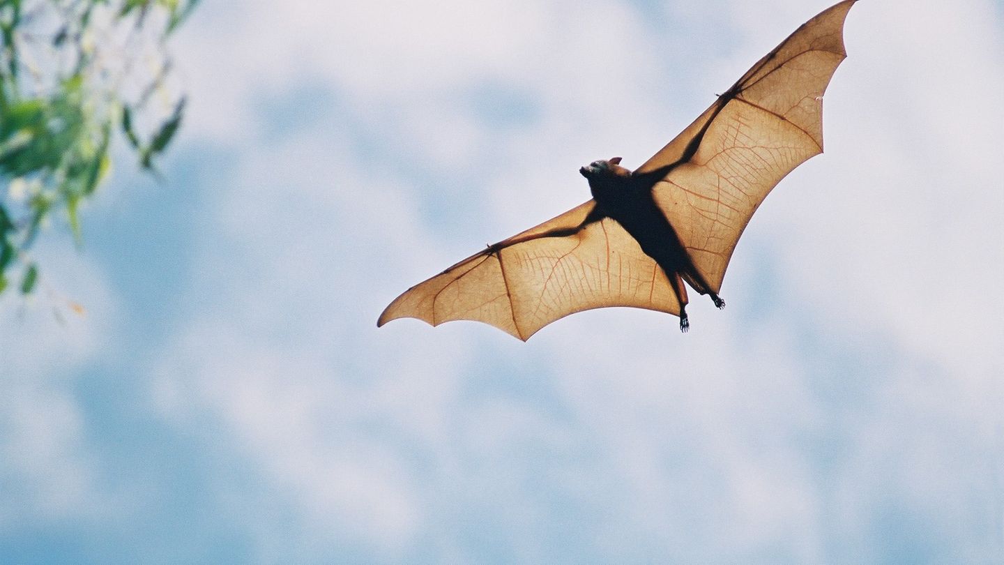 Fledermaus bei Tag mit aufgebreiteten Flügeln