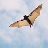 Fledermaus bei Tag mit aufgebreiteten Flügeln