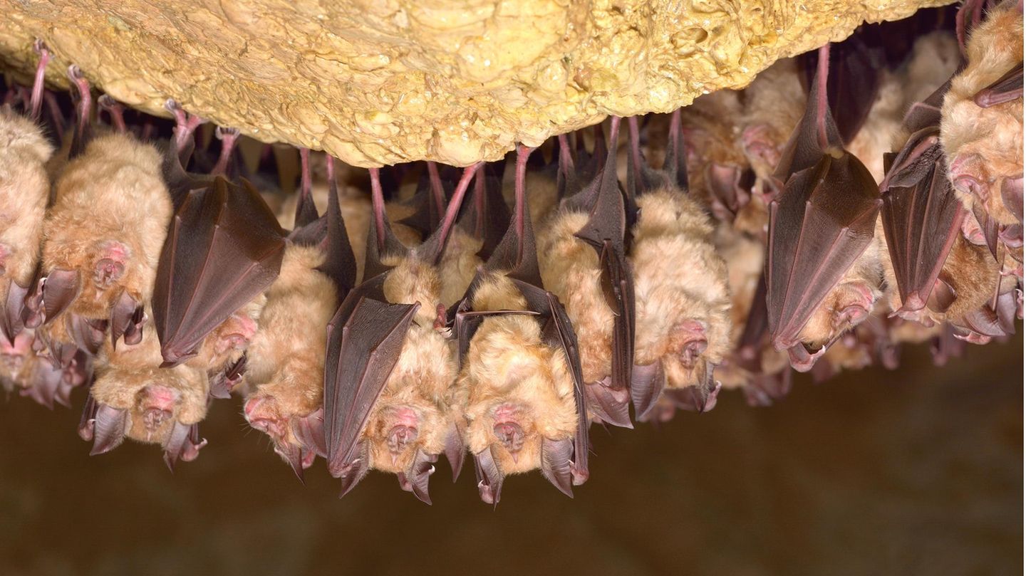 Langschläfer Fledermäuse hängend aneinandergekuschelt