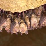 Fledermäuse hängend aneinandergekuschelt